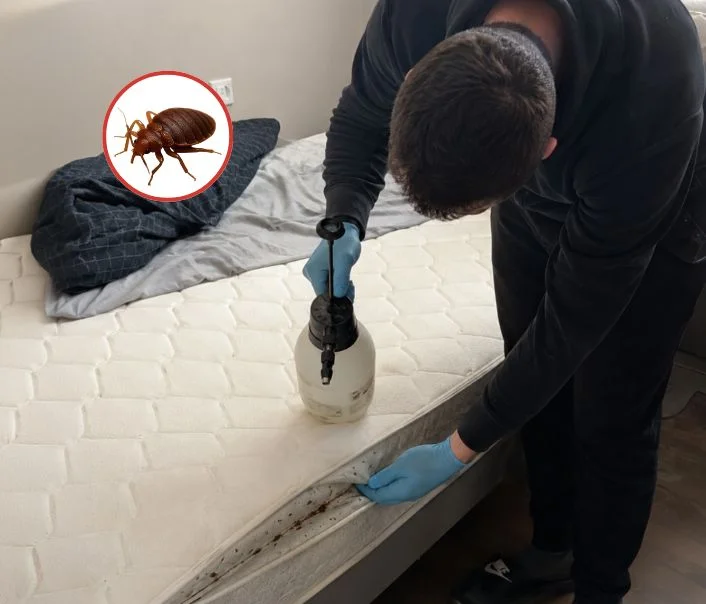 Technicien traitant un matelas contre les punaises de lit à Antony